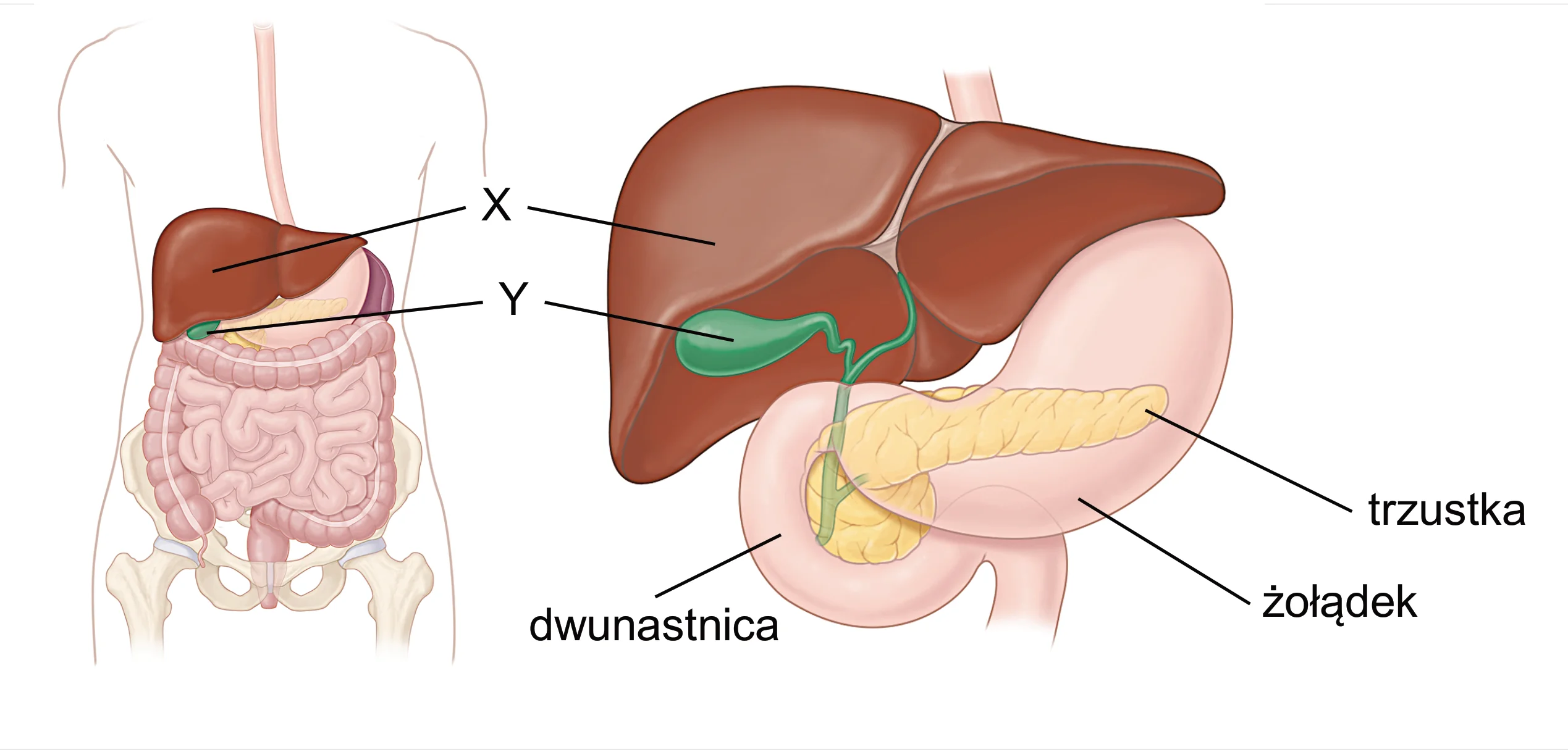 Schemat anatomiczny żołądka, dwunastnicy, trzustki, wątroby (oznaczonej jako X) i pęcherzyka żółciowego (oznaczonego jako Y).