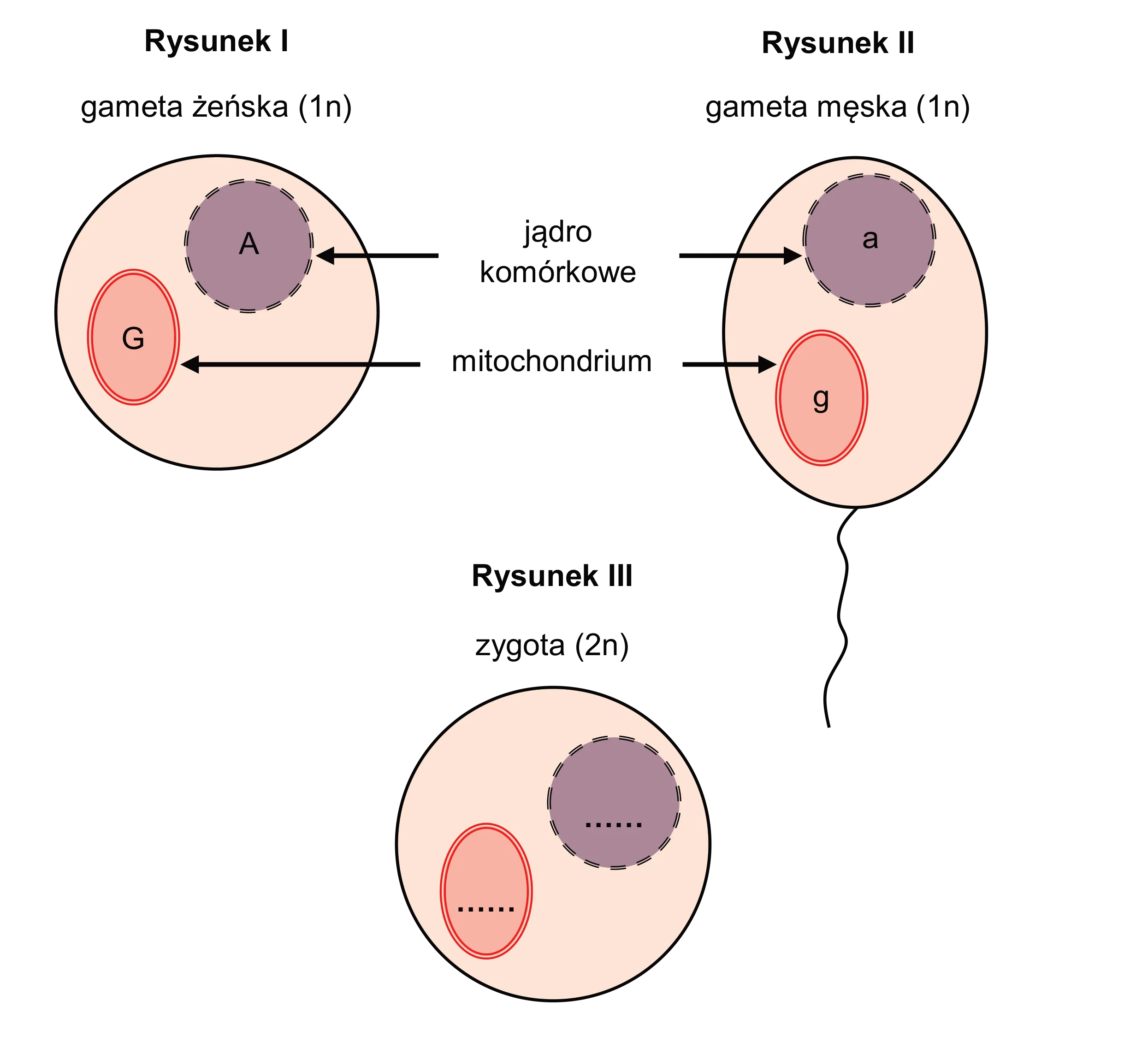 Trzy schematy ilustrują genotypy: gameta żeńska (I) zawiera w jądrze A i w mitochondrium G, gameta męska (II) ma w jądrze a i w mitochondrium g, natomiast zygota (III) przedstawia puste miejsca do uzupełnienia genotypów jądra i mitochondrium.