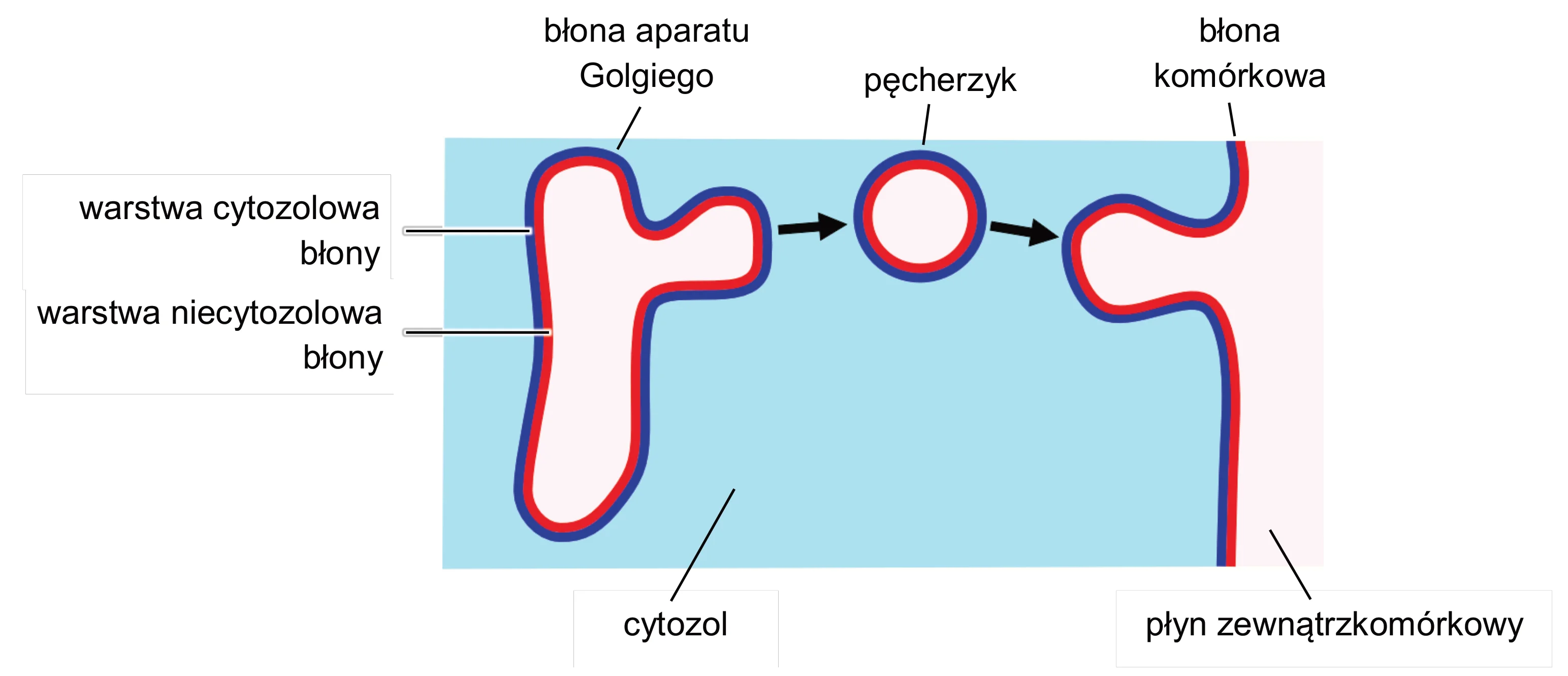 Oderwanie się kulistego pęcherzyka z dwuwarstwowej błony (warstwa cytozolowa niebieska, niecytozolowa czerwona) aparatu Golgiego w cytozolu, a następnie jego fuzja z błoną komórkową w płynie zewnątrzkomórkowym.