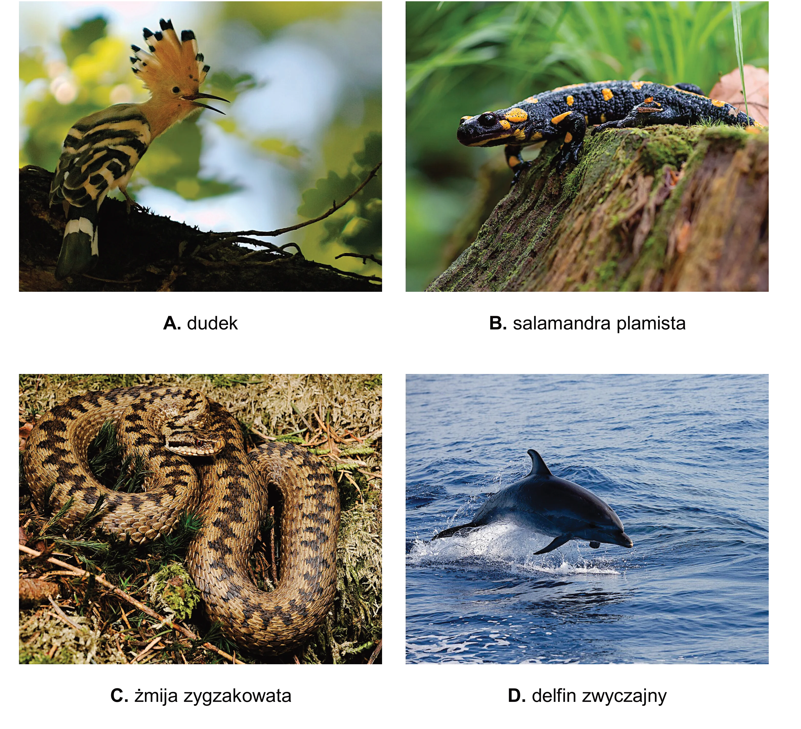 Cztery zdjęcia kręgowców: A - dudek, B - salamandra plamista, C - żmija zygzakowata, D - delfin zwyczajny.