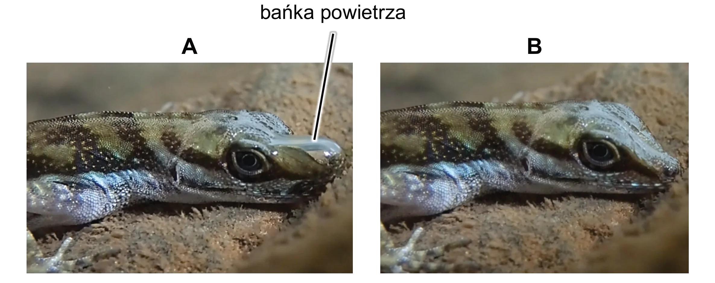 Dwa zdjęcia jaszczurki Anolis pod wodą: na zdjęciu A (wydech) widoczna jest duża bańka powietrza na jej głowie, a na zdjęciu B (wdech) ta bańka jest znacznie mniejsza.