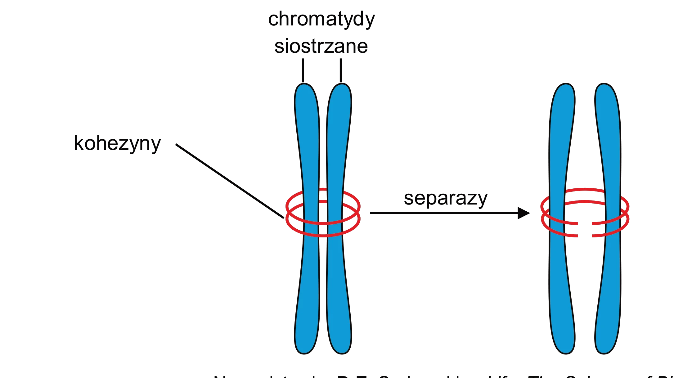 Dwie niebieskie chromatydy siostrzane, otoczone czerwonymi pierścieniami kohezyn przed separacją, a obok, te same chromatydy z przeciętymi kohezynami, co prowadzi do ich częściowego rozdzielenia.