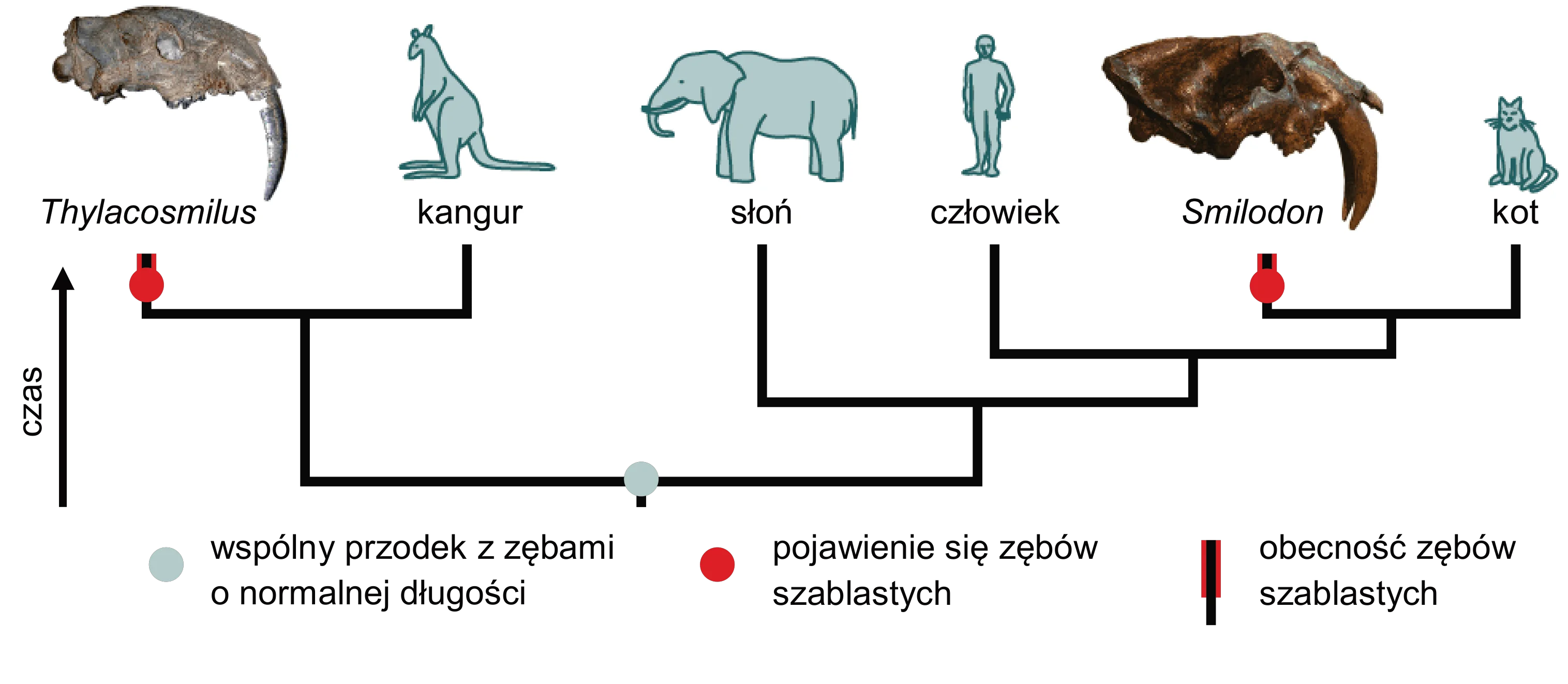 Drzewo filogenetyczne przedstawiające relacje pokrewieństwa, gdzie Thylacosmilus jest na odrębnej gałęzi ewolucyjnej, a Smilodon dzieli bliższego wspólnego przodka z kangurem, słoniem, człowiekiem i kotem.