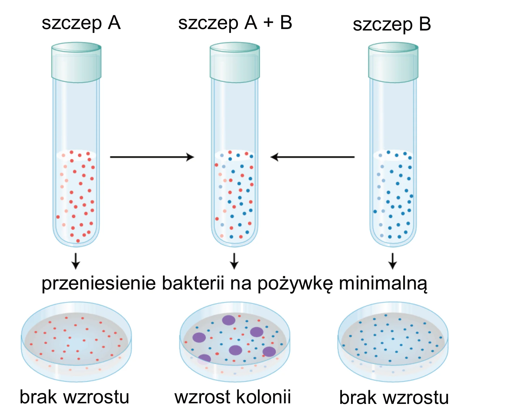 Diagram ilustruje eksperyment: trzy probówki z hodowlami bakterii (szczep A: czerwone kropki, mieszanka A+B: czerwone i niebieskie, szczep B: niebieskie kropki). Strzałki wskazują przeniesienie na trzy szalki Petriego z pożywką minimalną, gdzie kolonie (duże fioletowe koła) wyrosły tylko z hodowli mieszanej A+B.