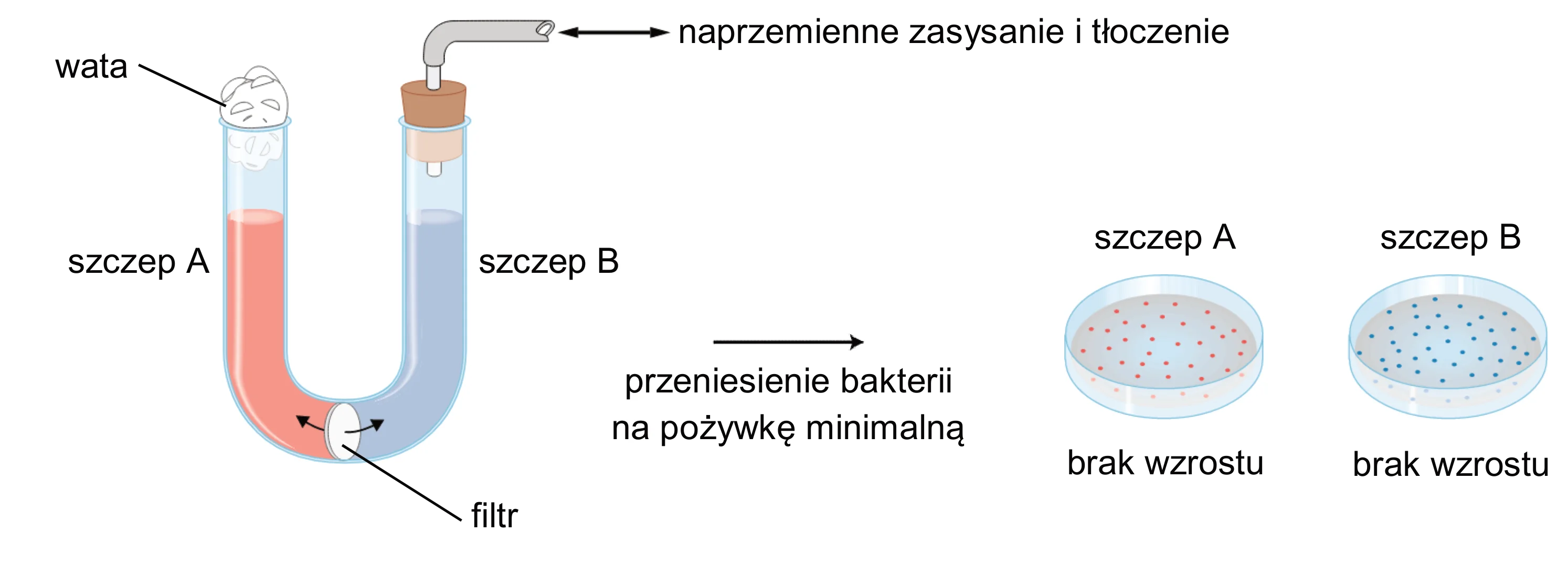 U-rurka z filtrem na dole oddziela szczepy bakterii A (czerwone) i B (niebieskie); filtr przepuszcza płyn, lecz nie bakterie. Po przeniesieniu na pożywkę minimalną, obie szalki Petriego są puste, wskazując brak wzrostu kolonii.
