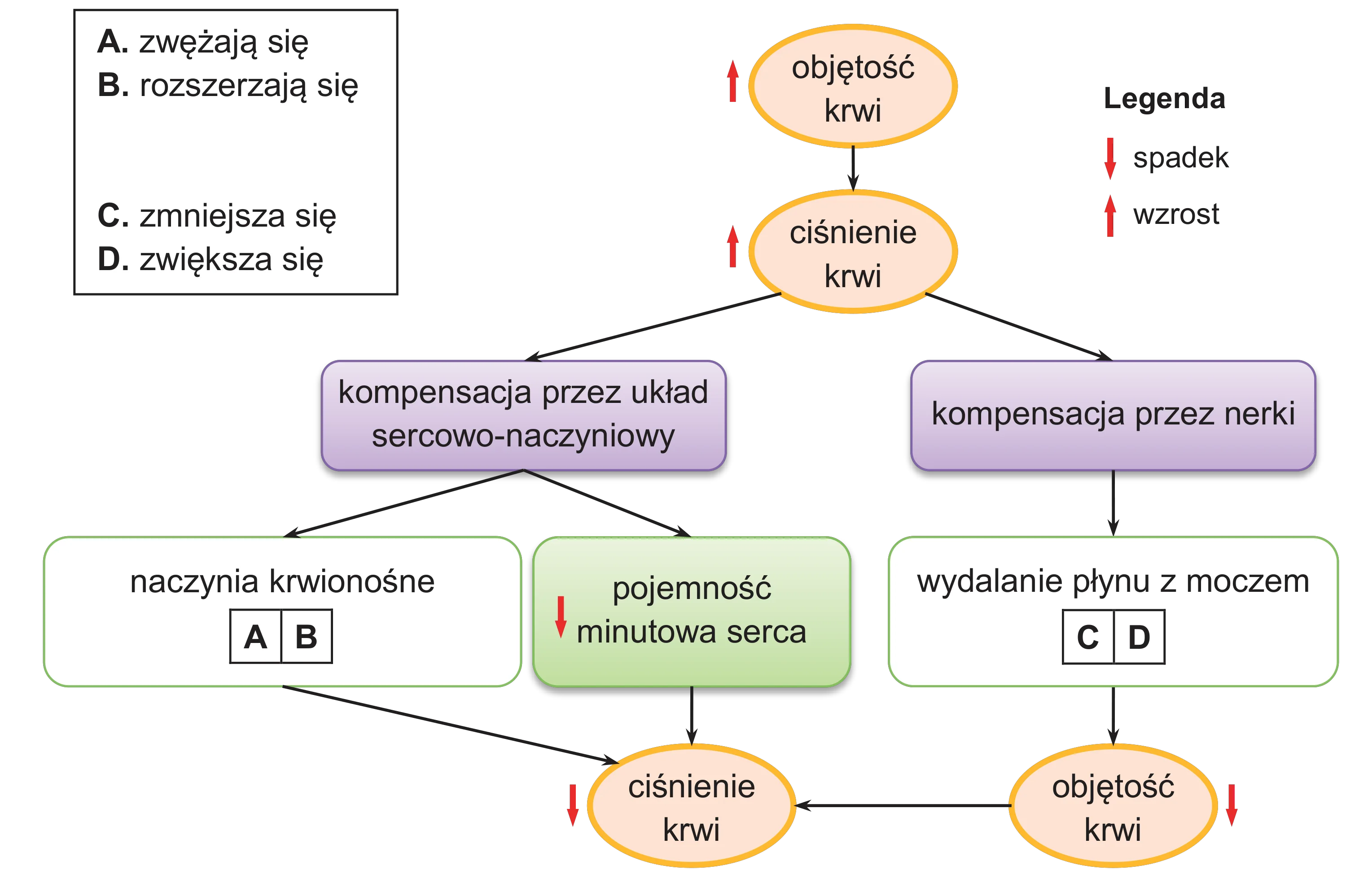 Schemat blokowy w formie grafu przedstawia proces regulacji ciśnienia krwi, z węzłami reprezentującymi stany, takie jak objętość i ciśnienie krwi, oraz mechanizmy kompensacji przez układ sercowo-naczyniowy i nerki. Strzałki grafu wskazują kierunek wpływu, przy czym czerwone oznaczają spadek wartości, a niebieskie wzrost; istnieją też dwa pola wyboru: A, B dla naczyń krwionośnych i C, D dla wydalania płynu z moczem.