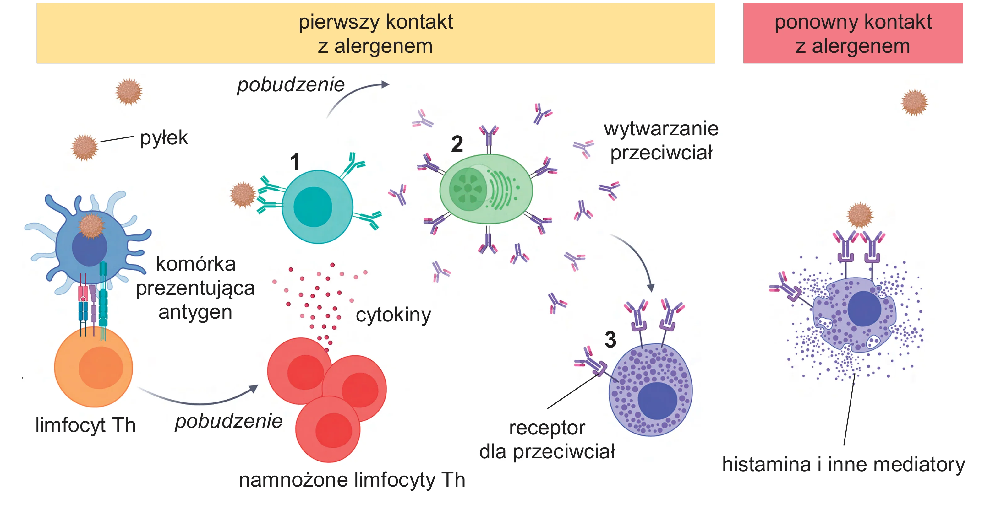 Schemat ilustruje dwuetapową reakcję układu odpornościowego na alergen, z lewej przedstawiając pierwszy kontakt z pyłkiem prowadzący do wytworzenia przeciwciał, a z prawej ponowny kontakt skutkujący uwolnieniem histaminy z komórek efektorowych.