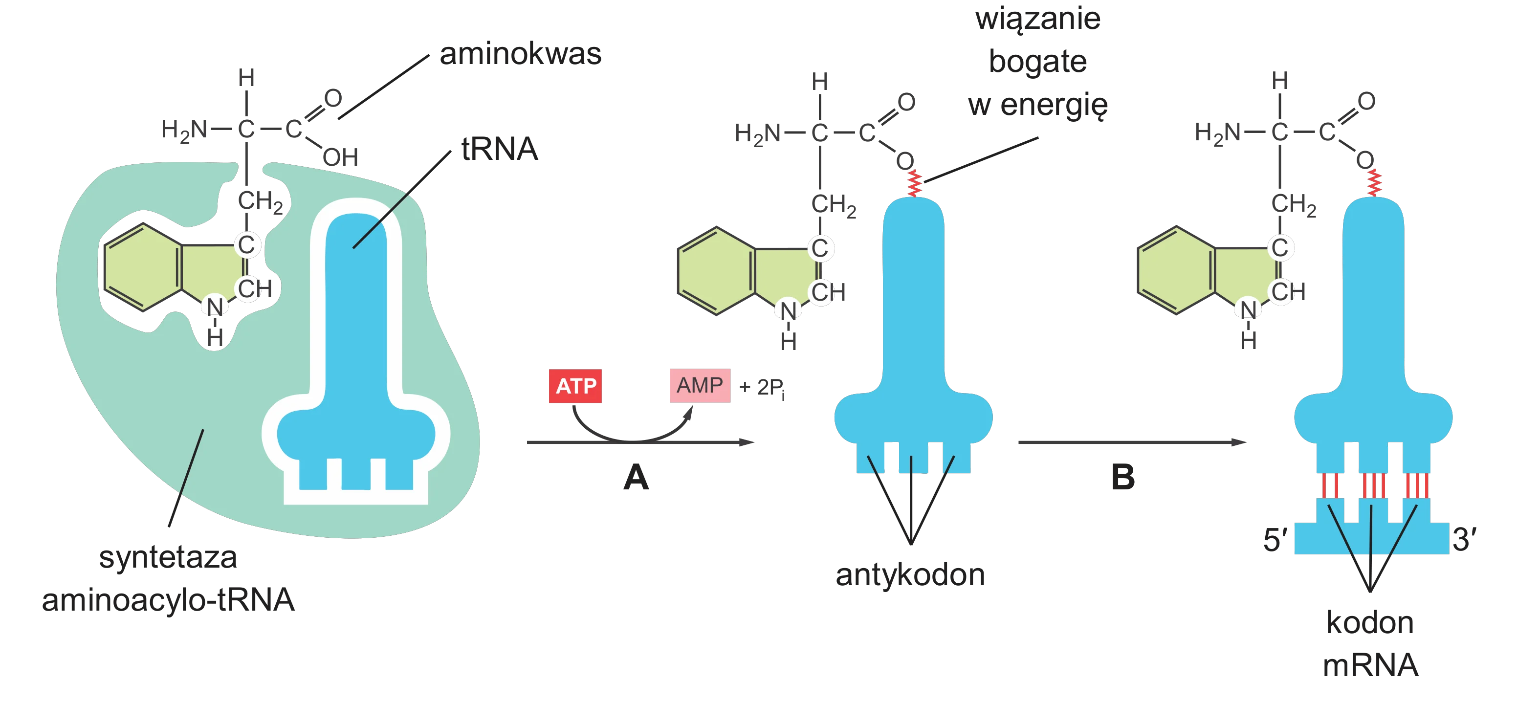 Schemat przedstawia syntezę aminoacylo-tRNA (A), gdzie aminokwas i tRNA są łączone przez enzym syntetazę z użyciem energii z ATP, oraz rozpoznawanie kodonu mRNA (B) przez to aminoacylo-tRNA za pomocą antykodonu.