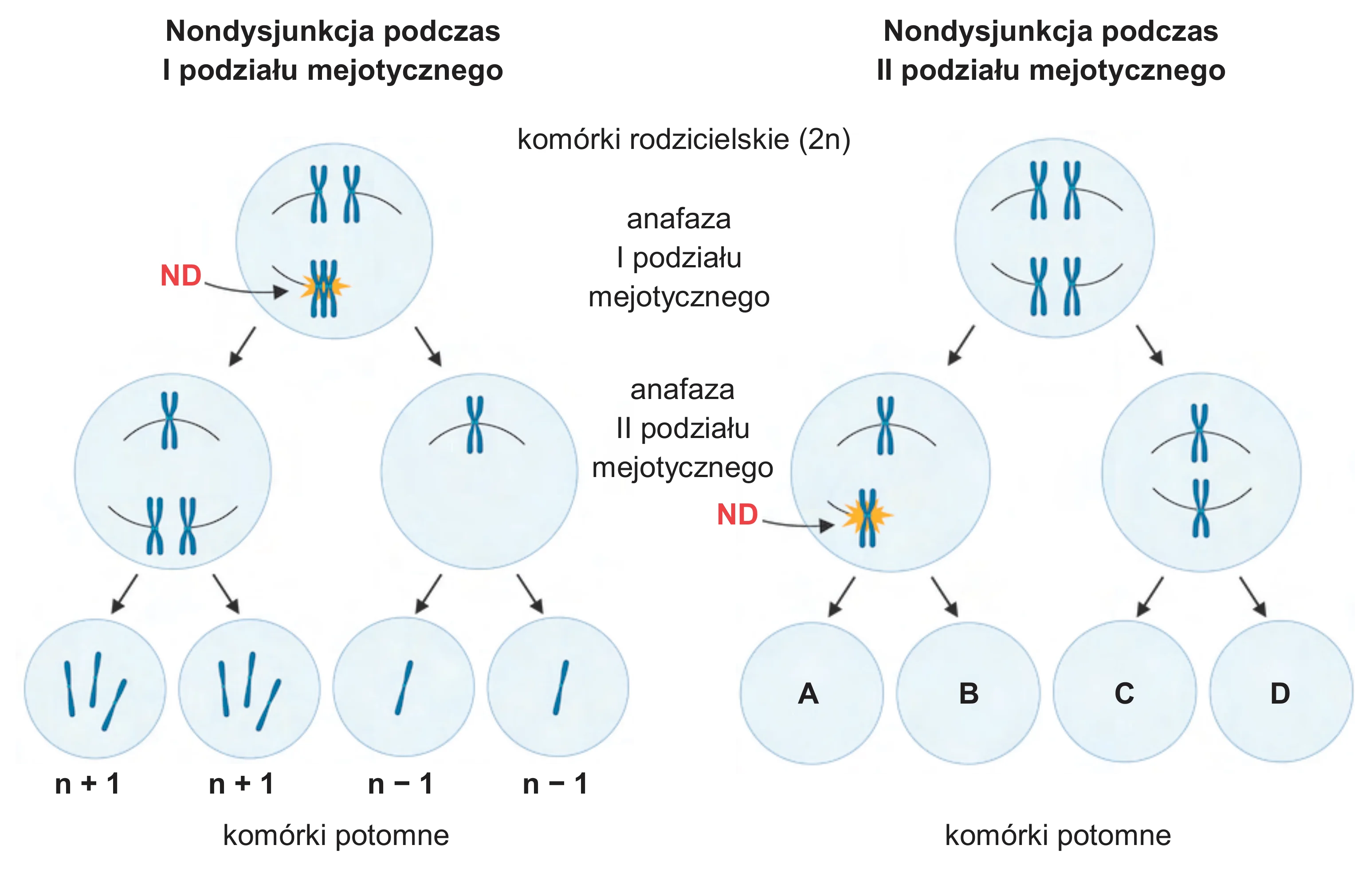 Schemat przedstawia nondysjunkcję w mejozie. Nondysjunkcja podczas I podziału mejotycznego (ND) prowadzi do powstania gamet o liczbie chromosomów n+1 i n-1. Nondysjunkcja podczas II podziału mejotycznego (ND) skutkuje gametami o liczbie chromosomów n, n+1 i n-1.