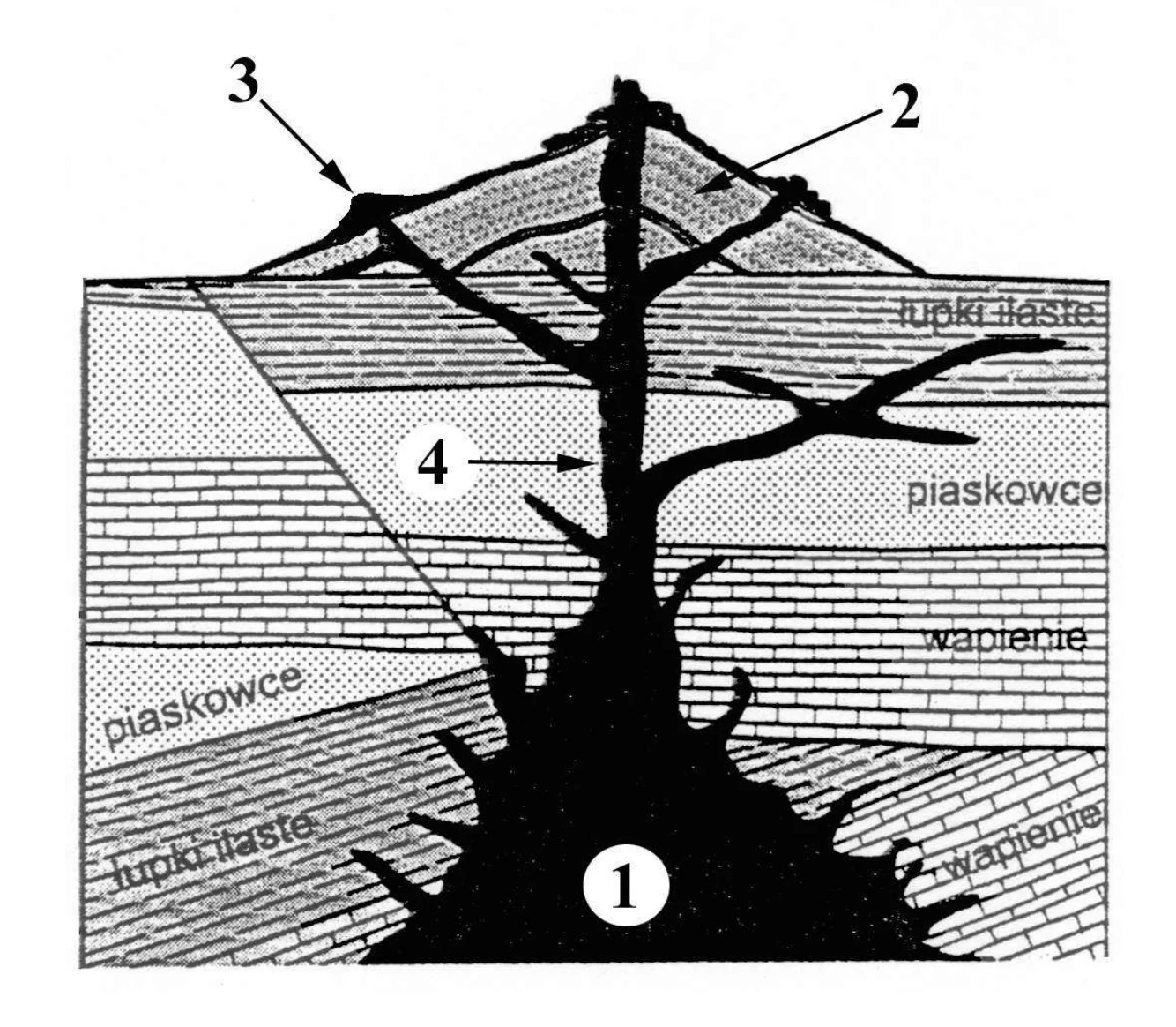 Przekrój geologiczny wulkanu z warstwami skał osadowych, ukazujący jego budowę wewnętrzną: nieregularna komora magmowa u podstawy (1), pionowy komin wulkaniczny (4) rozgałęziający się, krater na szczycie stożka (2) i mniejszy stożek boczny (3).