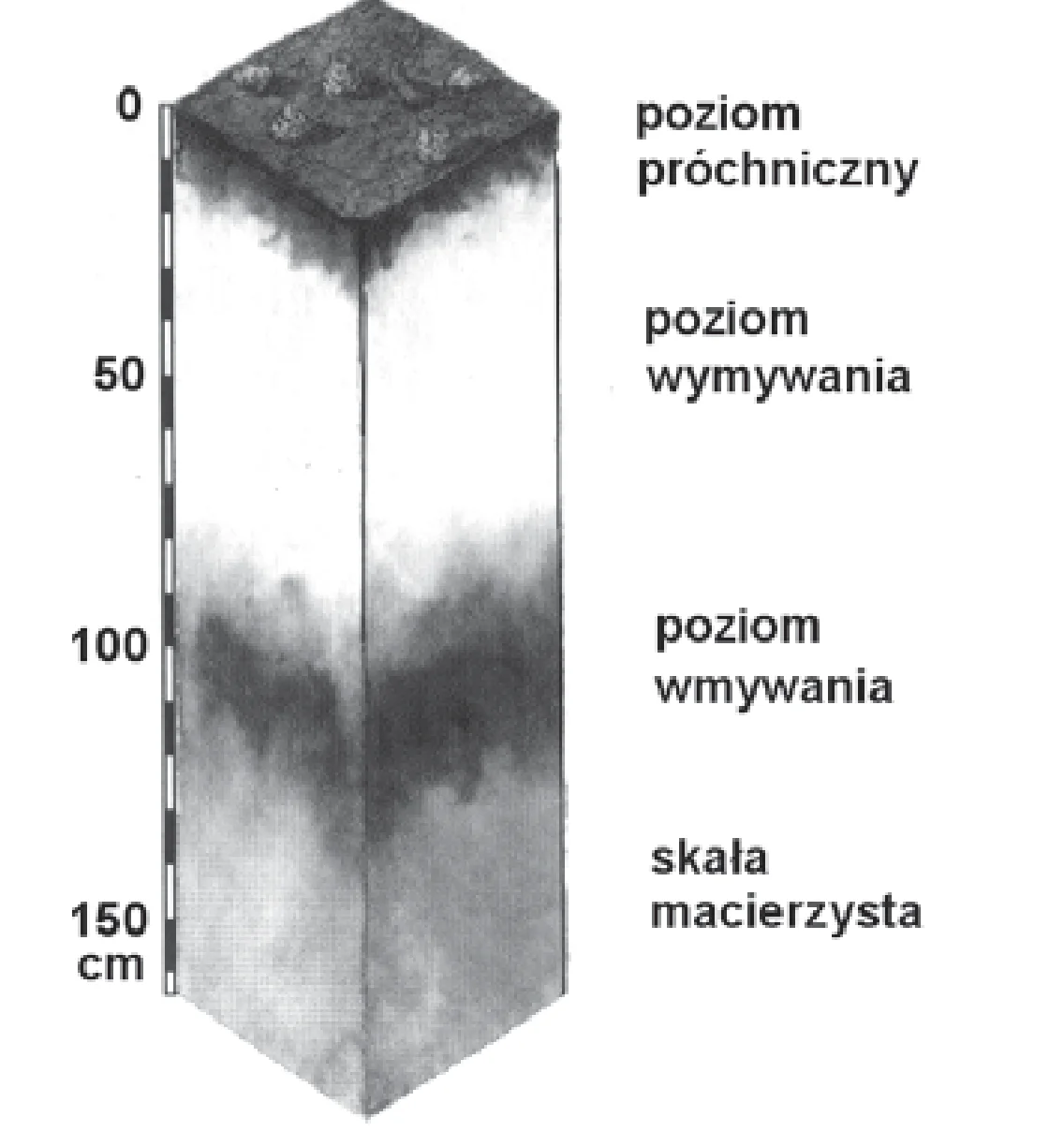 Profil gleby z pionową skalą głębokości od 0 do 150 cm, pokazujący kolejno: poziom próchniczny, poziom wymywania, poziom wmywania oraz skałę macierzystą.